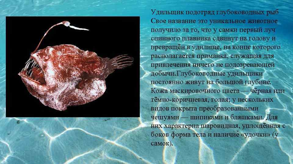 Рыба европейский удильщик: описание и виды морского черта