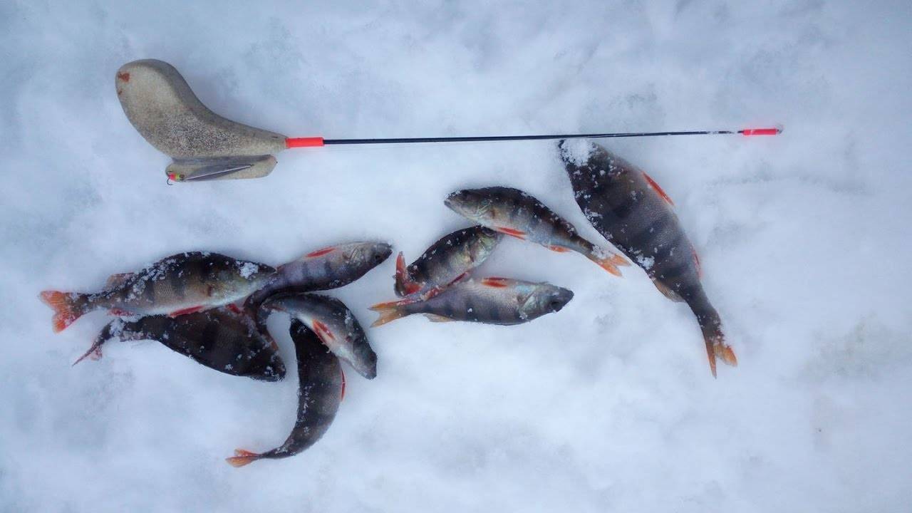 Зимние блесна на окуня: рейтинг самых лучших, чертежи самодельных снастей для рыбалки зимой, фото и видео о том, как сделать своими руками