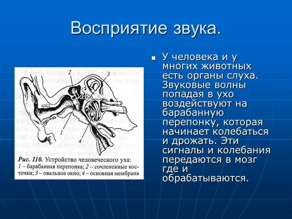 Почему рыбы едят друг друга в аквариуме?
