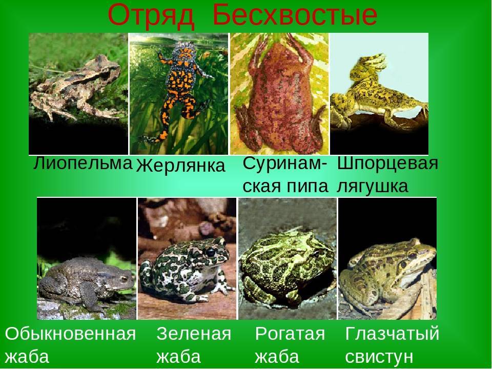 Роющая лягушка | мир животных и растений