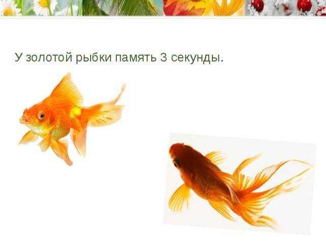 Какая память у рыбки, правда, что память рыбки 3 секунды