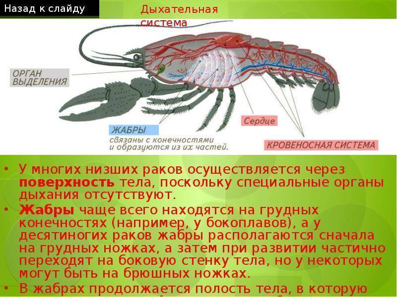 Приманка для раков: на что лучше клюет, обзор лучших прикормок