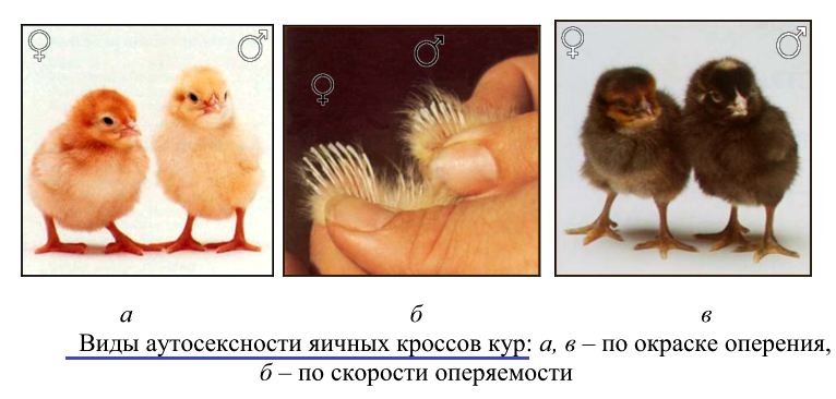 Куры супер ник: описание породы, фото, отзывы, разведение