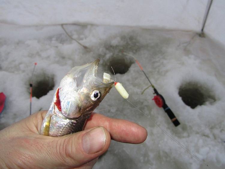 Зимняя рыбалка на корюшку – особенности поведения и выбор снастей