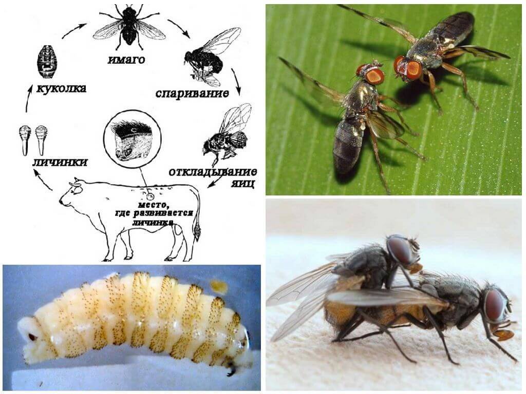 Где живут мухи. Оводы и слепни личинки в теле человека. Откладывают ли оводы личинки. Овод насекомое личинка в теле человека.