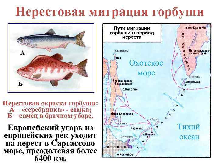 Нерест рыб в россии