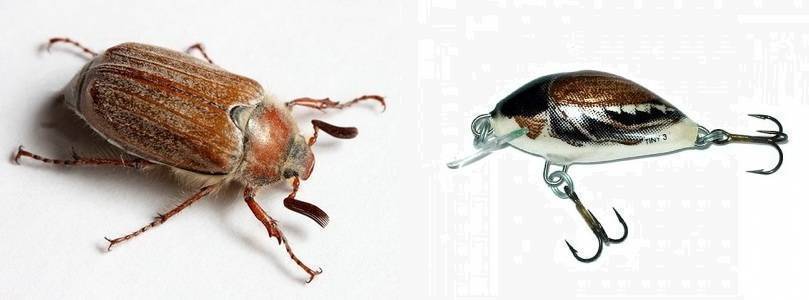 Использование майского жука: что можно поймать используя эту наживку