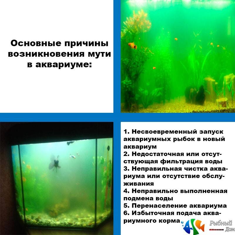 Вода для аквариума в домашних условиях. как подготовить?