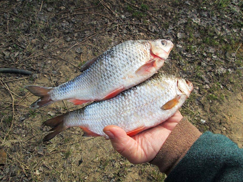 Рыба плотва: разновидности и особенности