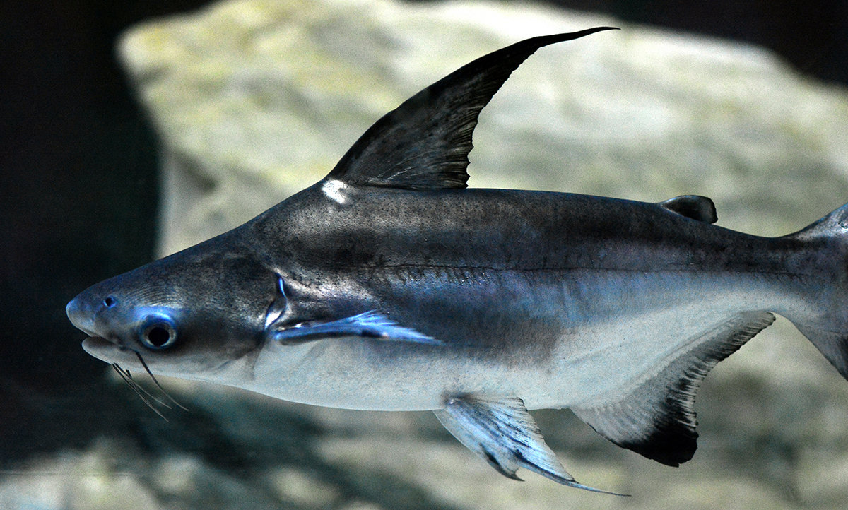 Аквариумная рыбка - акулий сом. описание, содержание, болезни :: syl.ru
