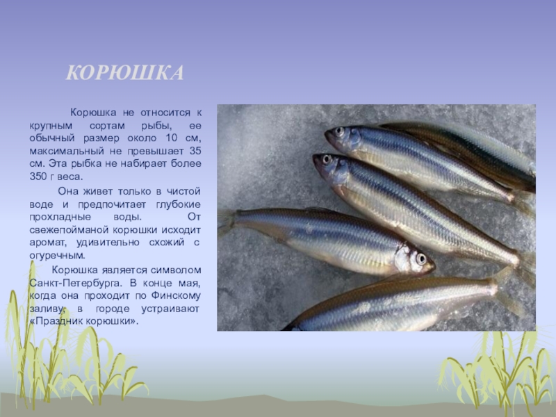 Рыба корюшка - польза и вред с фото; как готовить такую рыбу, рецепты