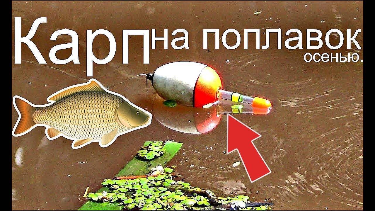Ловля карпа осенью: выбираем наживку, прикормку и осваиваем технику