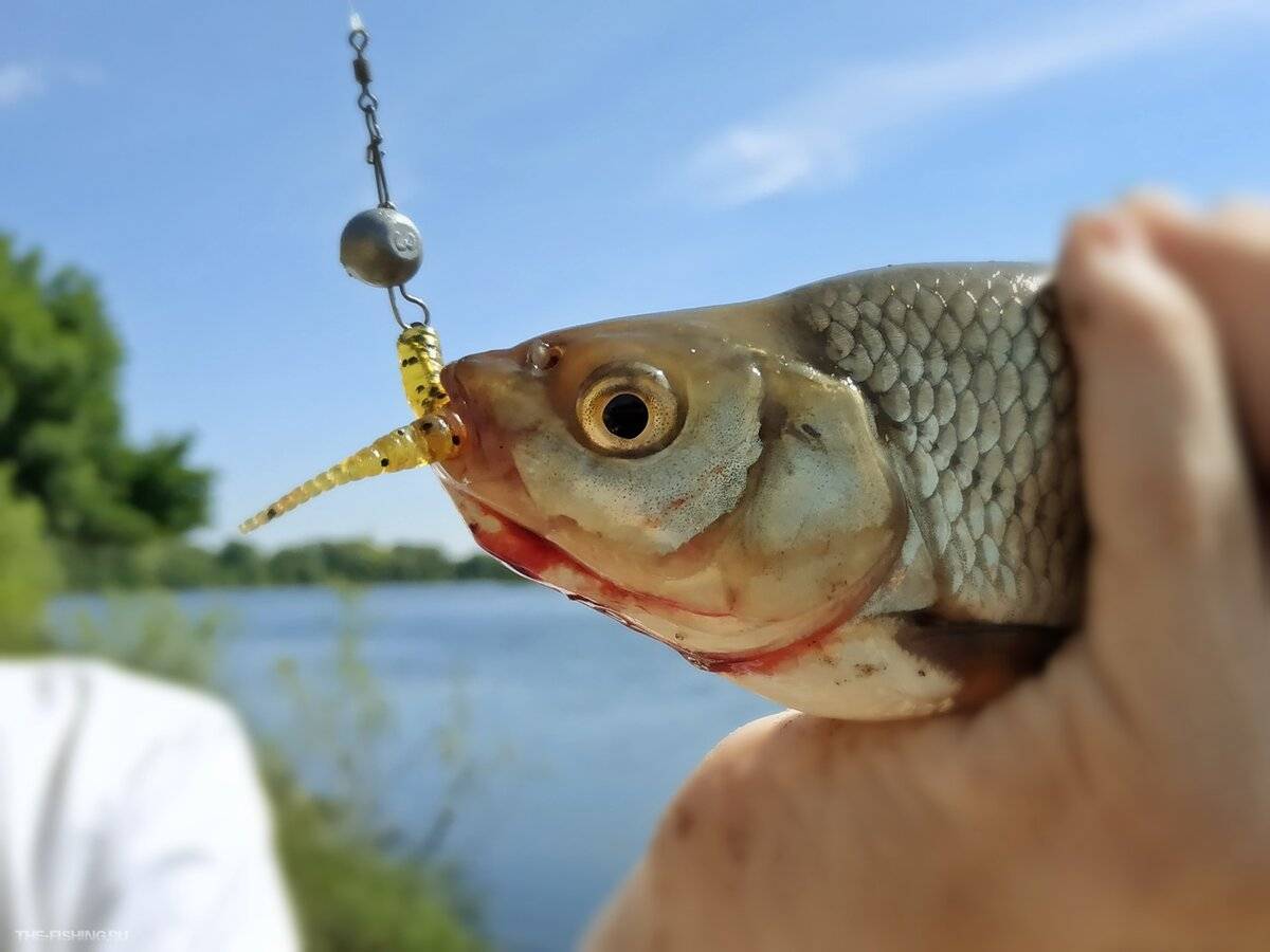 Летняя рыбалка со спиннингом – окунь на микроджиг - рыбалка на ахтубе с комфортом - база трёхречье