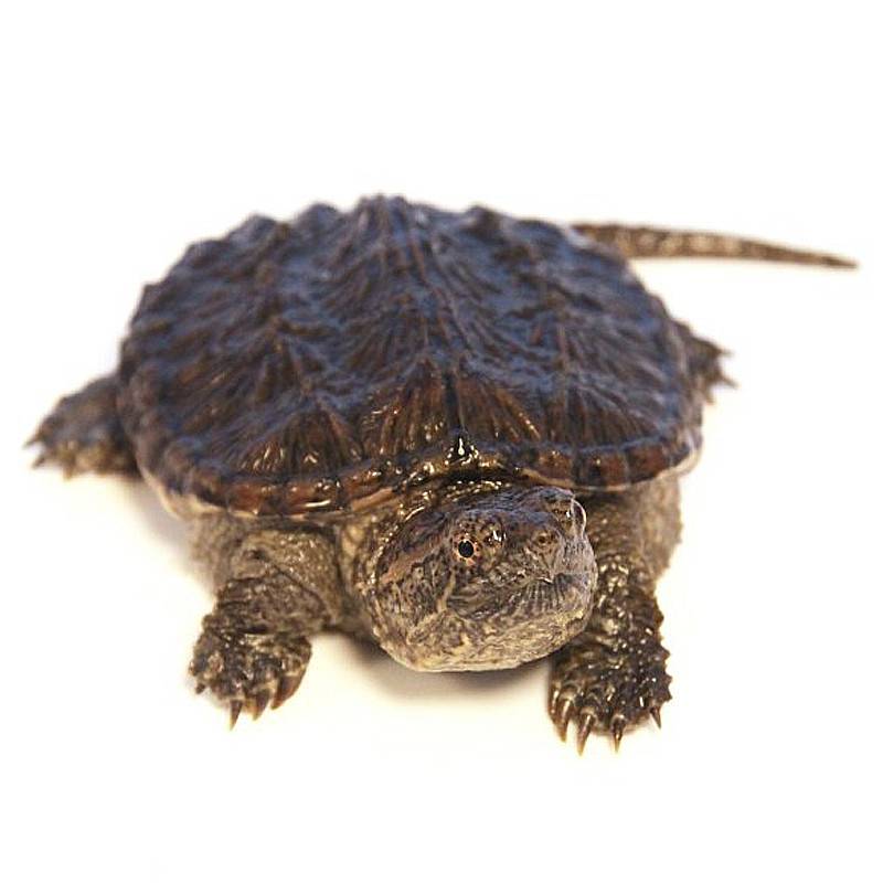 Черепаха - живой танк, особенности вида, образ жизни, размножение рептилий