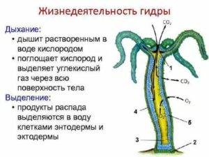 Тело гидры имеет. гидра — класс гидрозои: органы чувств, нервная и пищеварительная системы, размножение