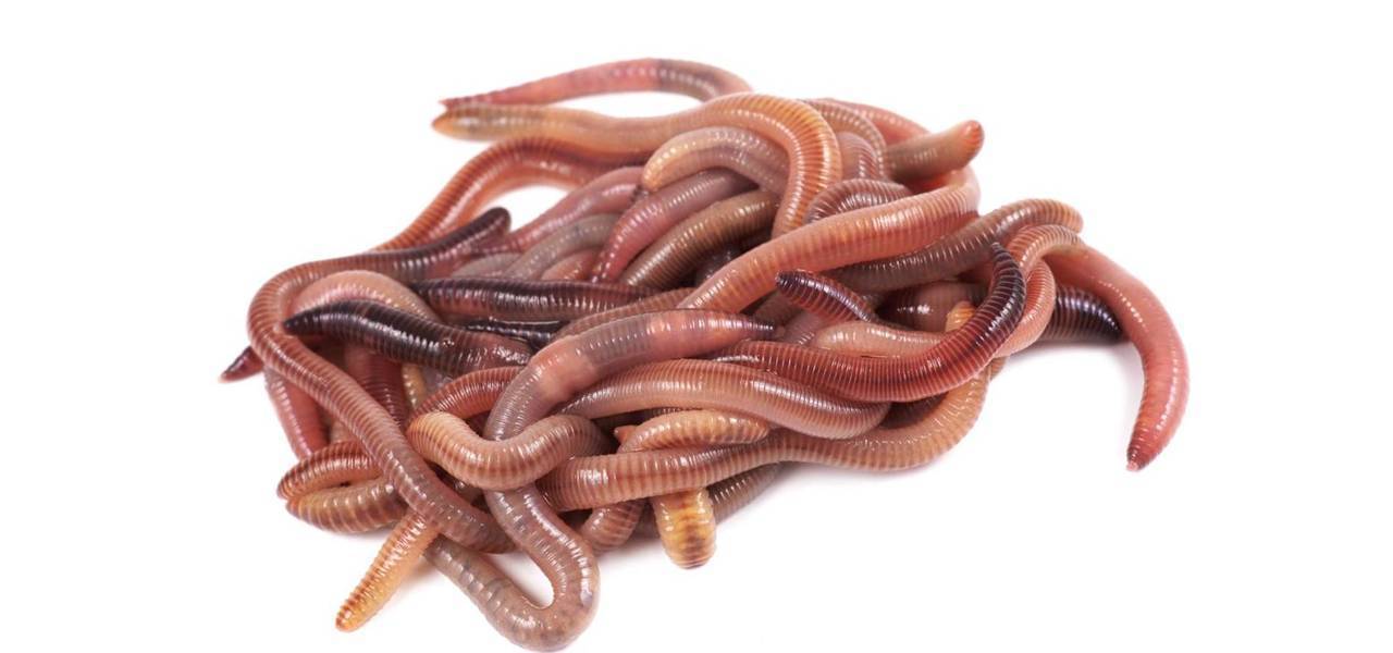 Как дома развести червей для рыбалки: разбираем вопрос