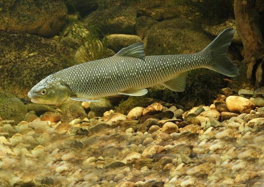 Минимально разрешенные к вылову размеры рыбы в азово-черноморском рыбохозяйственном бассейне, сохрани в закладки