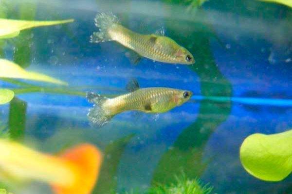 Лечение белых точек (манки) на рыбках: 4 эффективных способа!
