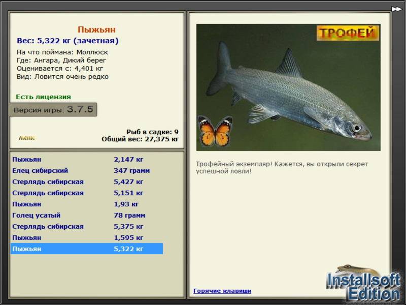 Рыба сиг: подробное описание и его ловля зимой и летом