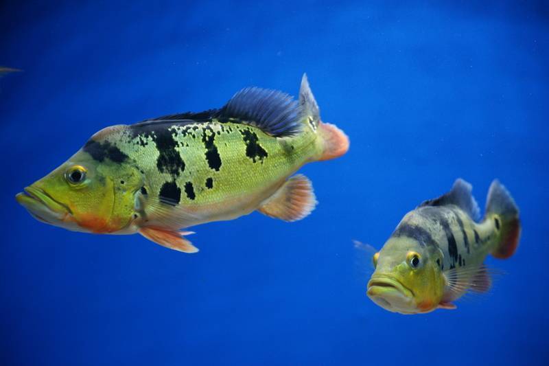 Окунь нильский фото и описание – каталог рыб, смотреть онлайн