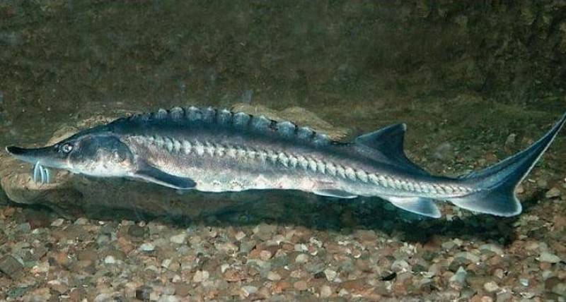 Калуга амурская — где водится осетровая рыба, образ жизни и размножение