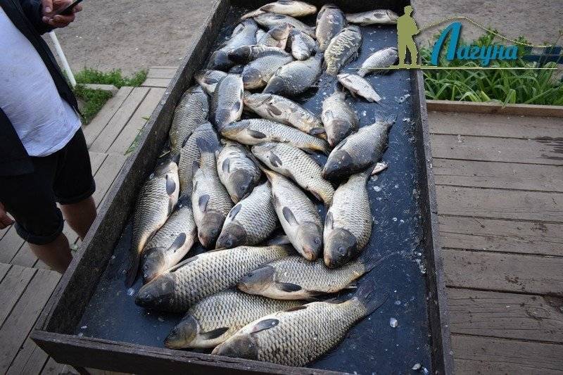 Рыбалка в рыболовном парке Лагуна