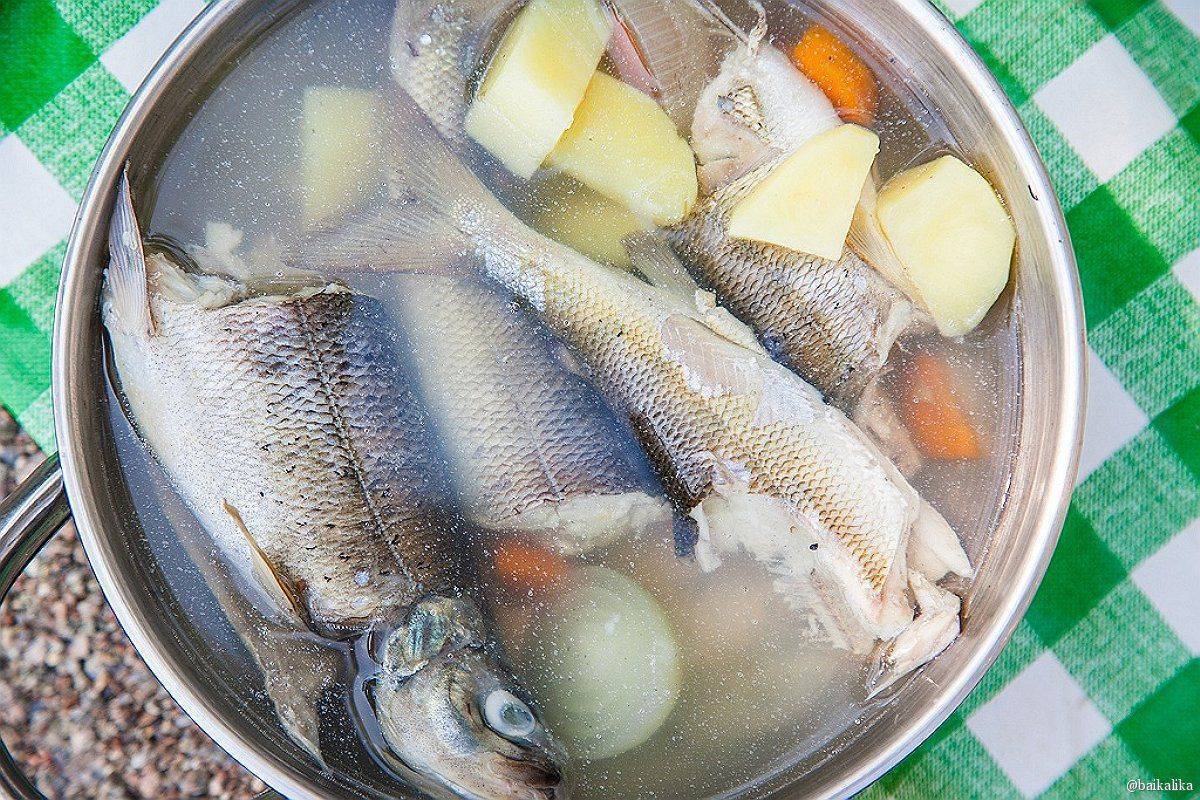 Уха из красной рыбы - оригинальные рецепты вкусного и сытного супа