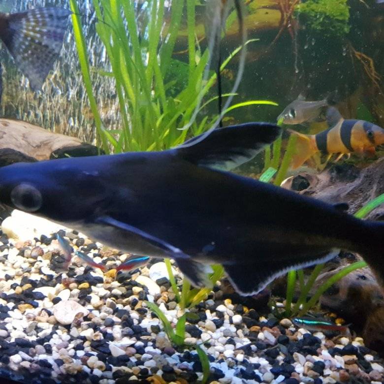Акулий сом: условия содержания, как кормить пангасиуса, совместимость с другими рыбами