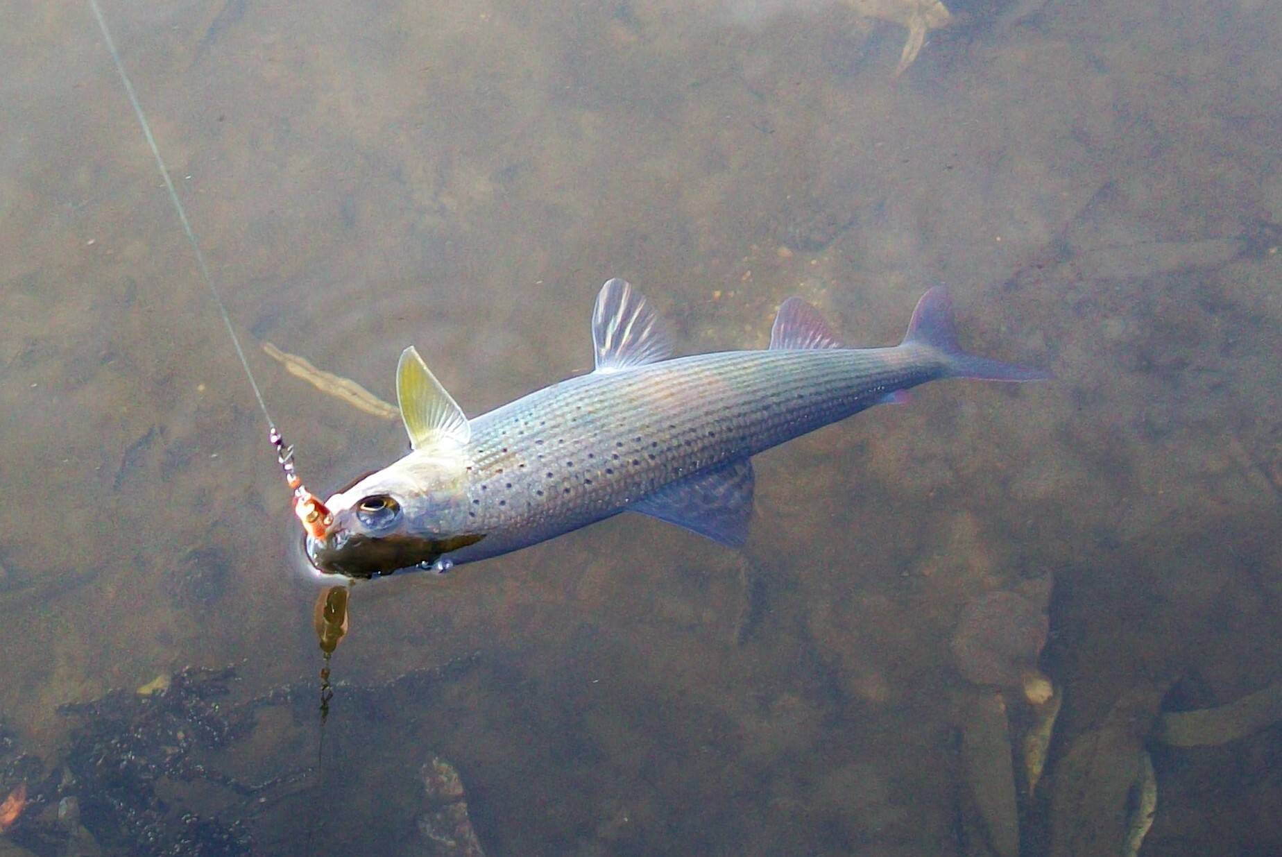 Рыбалка в кемеровской области зимой или летом, особенности ловли хариуса в кемерово