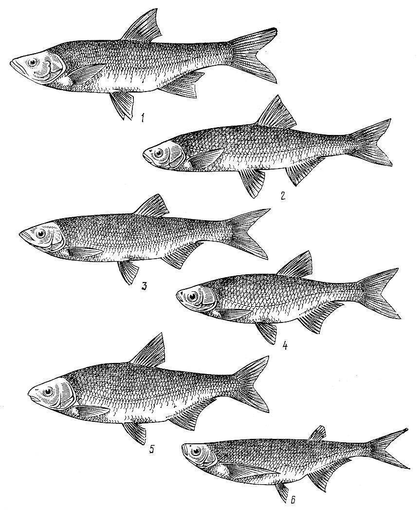Рыба вьюн — образ жизни, поведение и способы любительской ловли