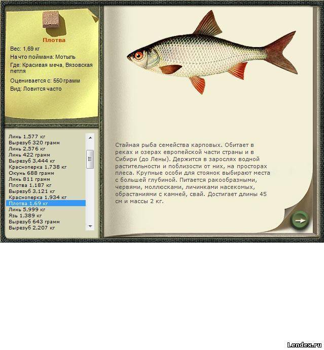 Рыба голец: особенности проживания и поведения, основные способы ловли