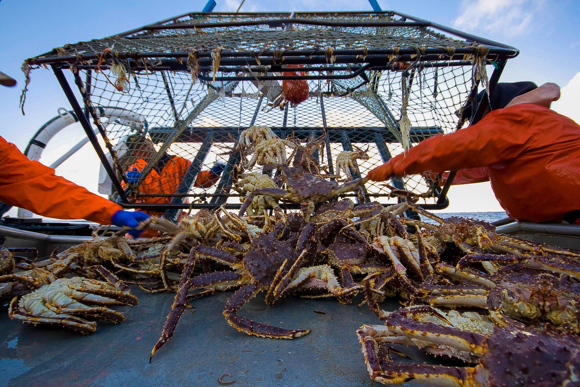 Морской рыбный промысел. Промысел Камчатского краба. Камчатский краб Охотское море. Камчатский краб вылов. Камчатский краб улов.