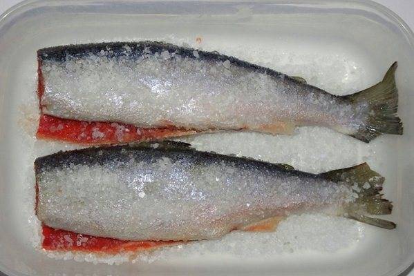 Рыба голец: полезные свойства и способы приготовления