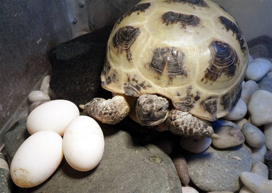 Яйца черепах: питательные характеристики | food and health