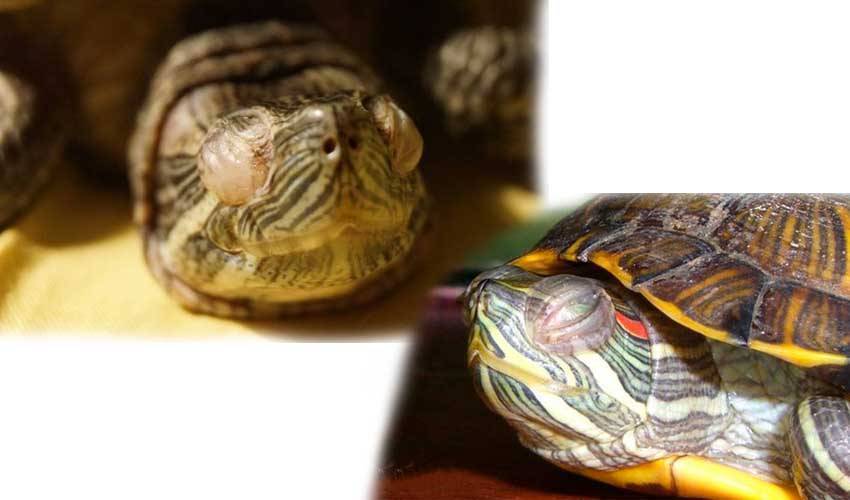 Грибок у красноухой черепахи: симптомы, лечение, фото - живи здорово