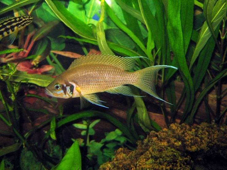 Принцесса бурунди – рыбка с развитой иерархией