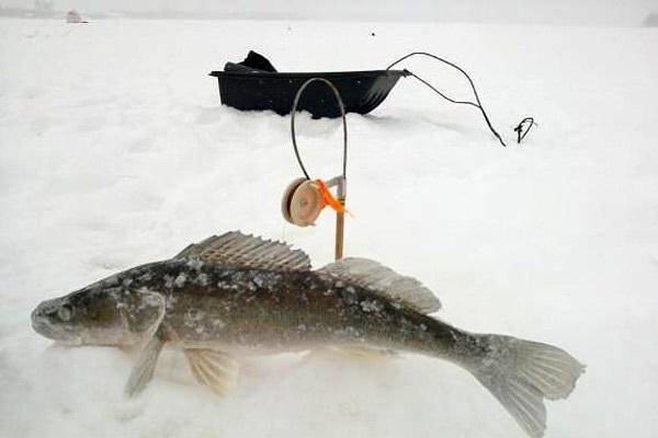 Ловля судака зимой на жерлицы: тактика ловли и секреты успеха - рыбачок!сайт рыбачок