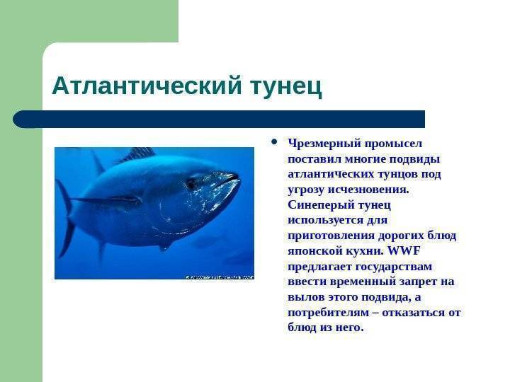 Рыба тунец: описание, виды, польза и вред, рецепт, фото