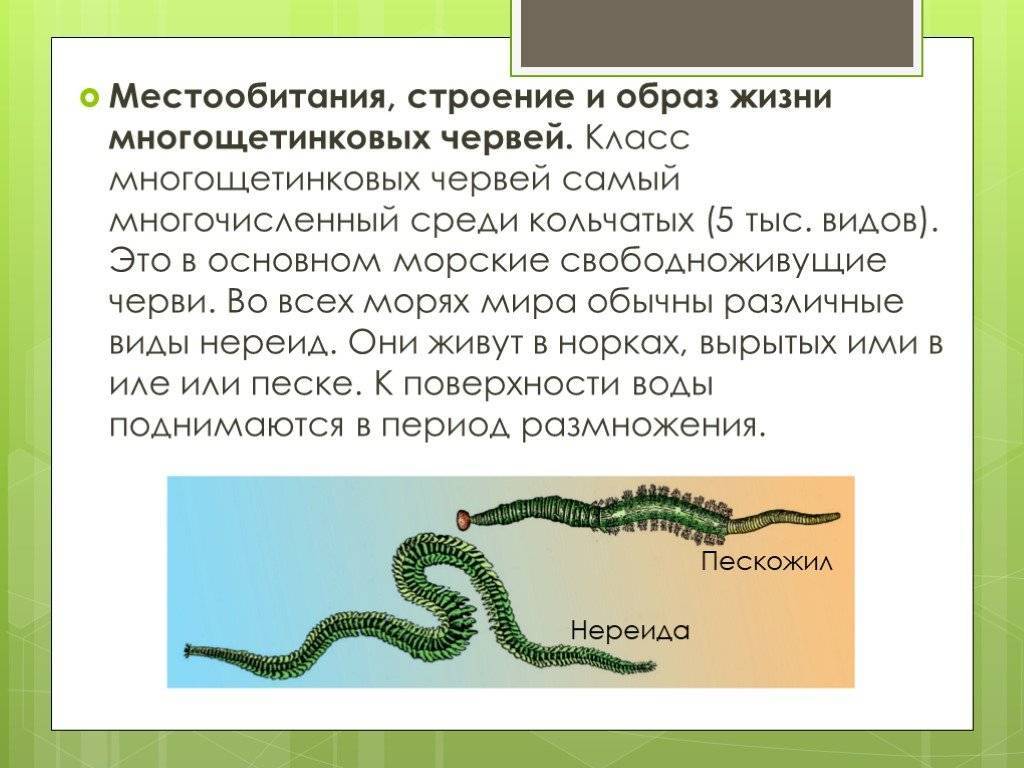 Морские черви нереисы: описание, питание и размножение червей