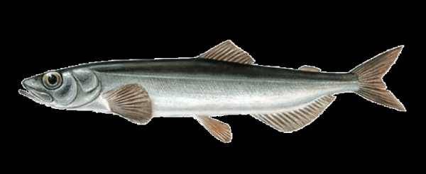 Рыба тилапия: описание, польза вред, где водится, она морская или речная