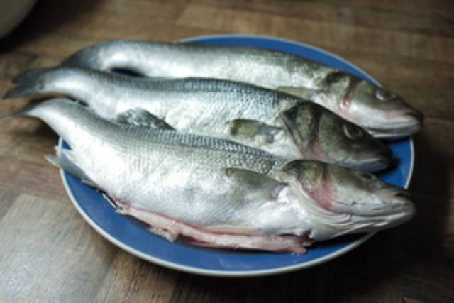 Кулинарная ценность рыбы сибас. морской волк, или сибас: описание рыбы, ловля, разведение