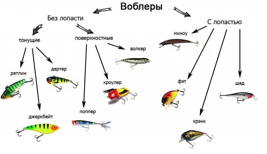 Ерш рыба: (внешний вид, места обитания, размножение, питание)