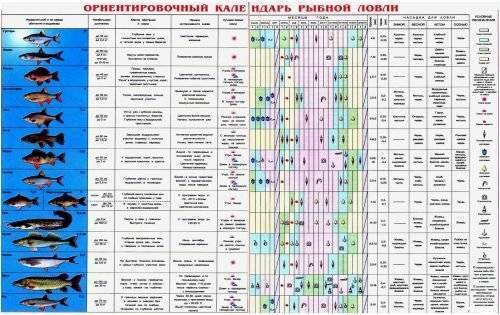 ✅ самый крупный окунь пойманный в россии - netfishing24.ru