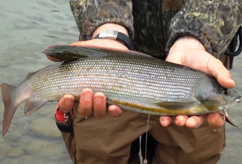 Рыбалка на хариуса в красноярске: видео, клев на енисее и зимняя ловля в красноярском крае на мухи