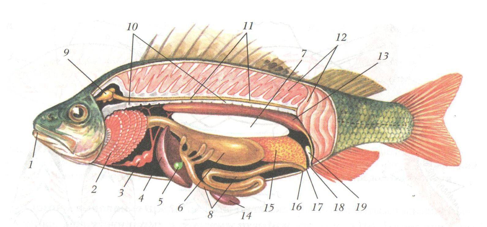 Внутреннее строение щуки. Внутреннее строение костной рыбы самка окуня биология 7. Внутреннее строение самки окуня. Внутреннее строение костной рыбы самка окуня. Класс костные рыбы пищеварительная система.