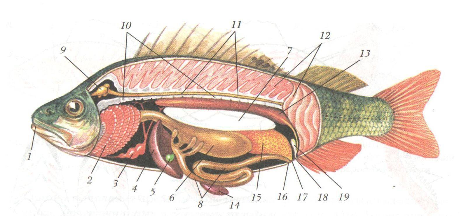 Рыбы биология. Пищеварительная и выделительная система окуня. Выделительная система костных рыб схема. Внутреннее строение костной рыбы самка окуня. Внутреннее строение самки окуня.