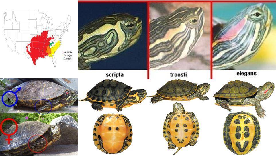 6 верных способов определить пол красноухой черепахи