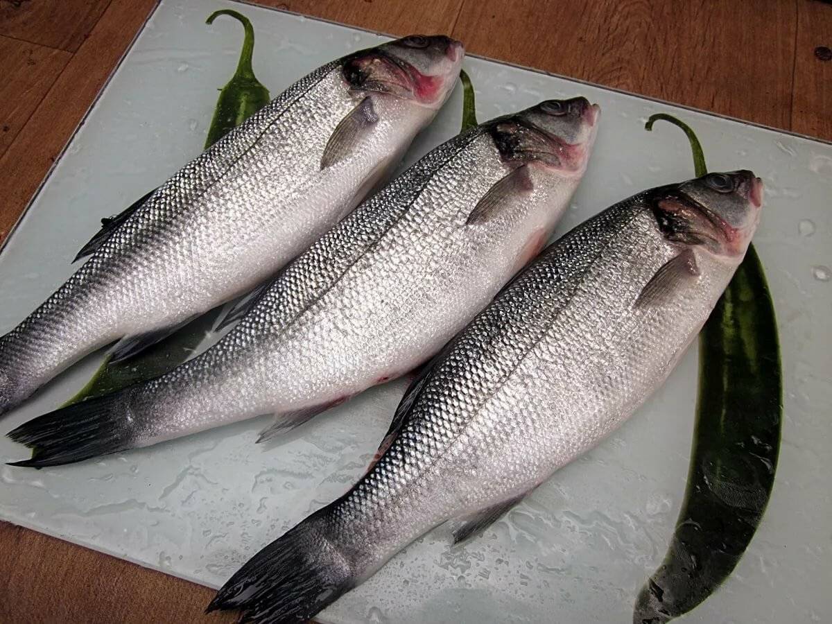 Сибас рыба: польза и вред, сколько стоит и где водится чилийский