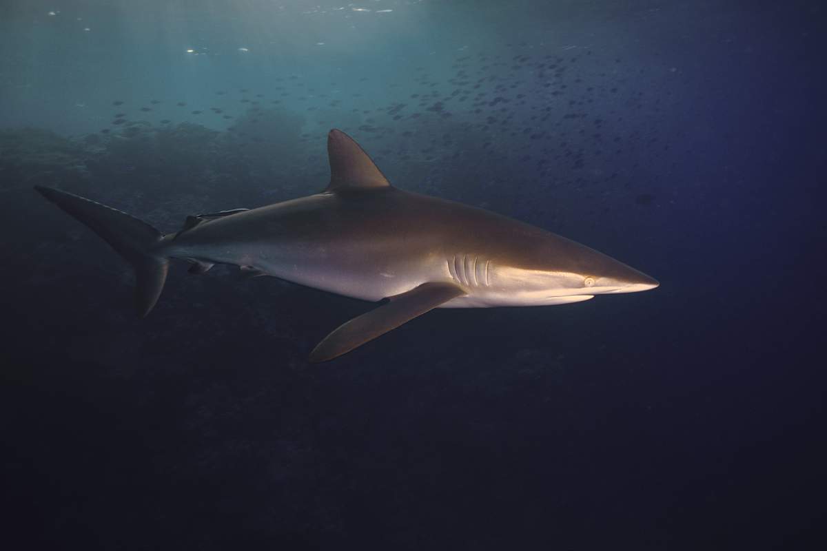 Виды акул – описание, название, фото, отряды акул | список акул