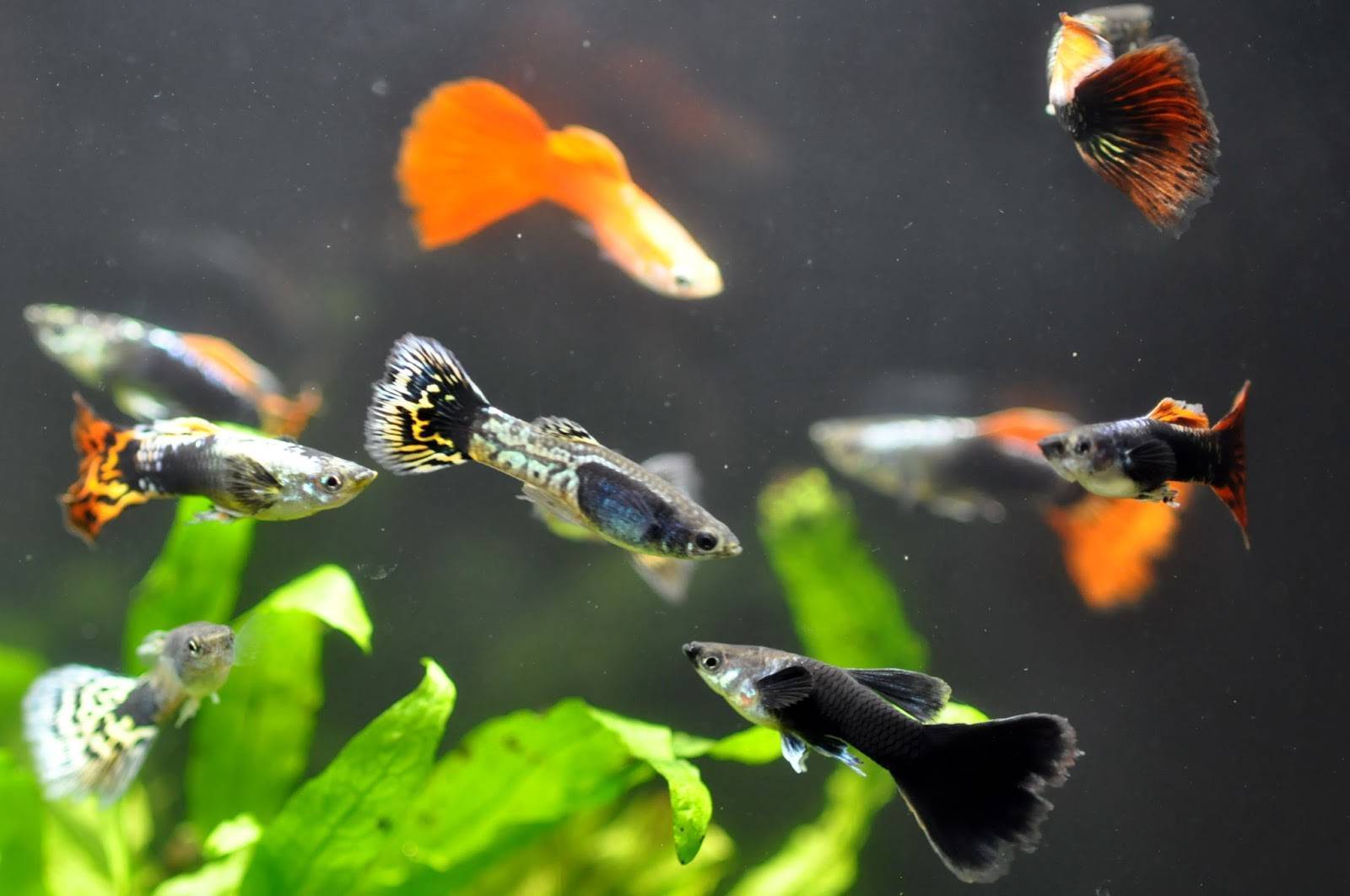 Гуппи размножение: как происходит, как рожают, как часто, особенности, правильный уход в аквариуме